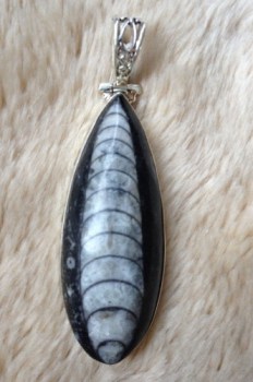 Zilveren edelsteen hanger met Orhoceras fossiel
